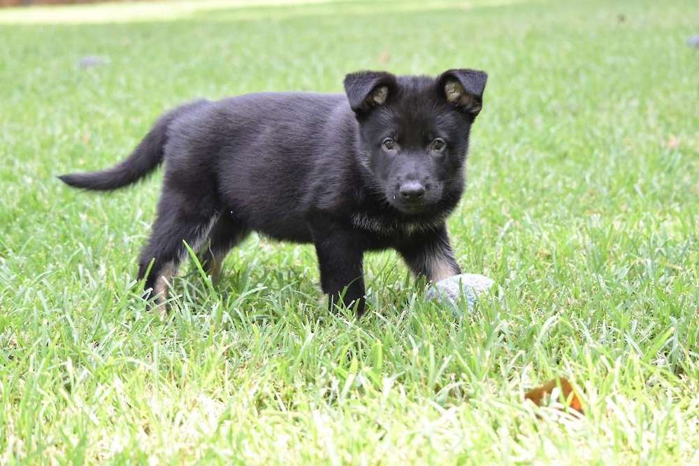 Visit our Available Puppies Page