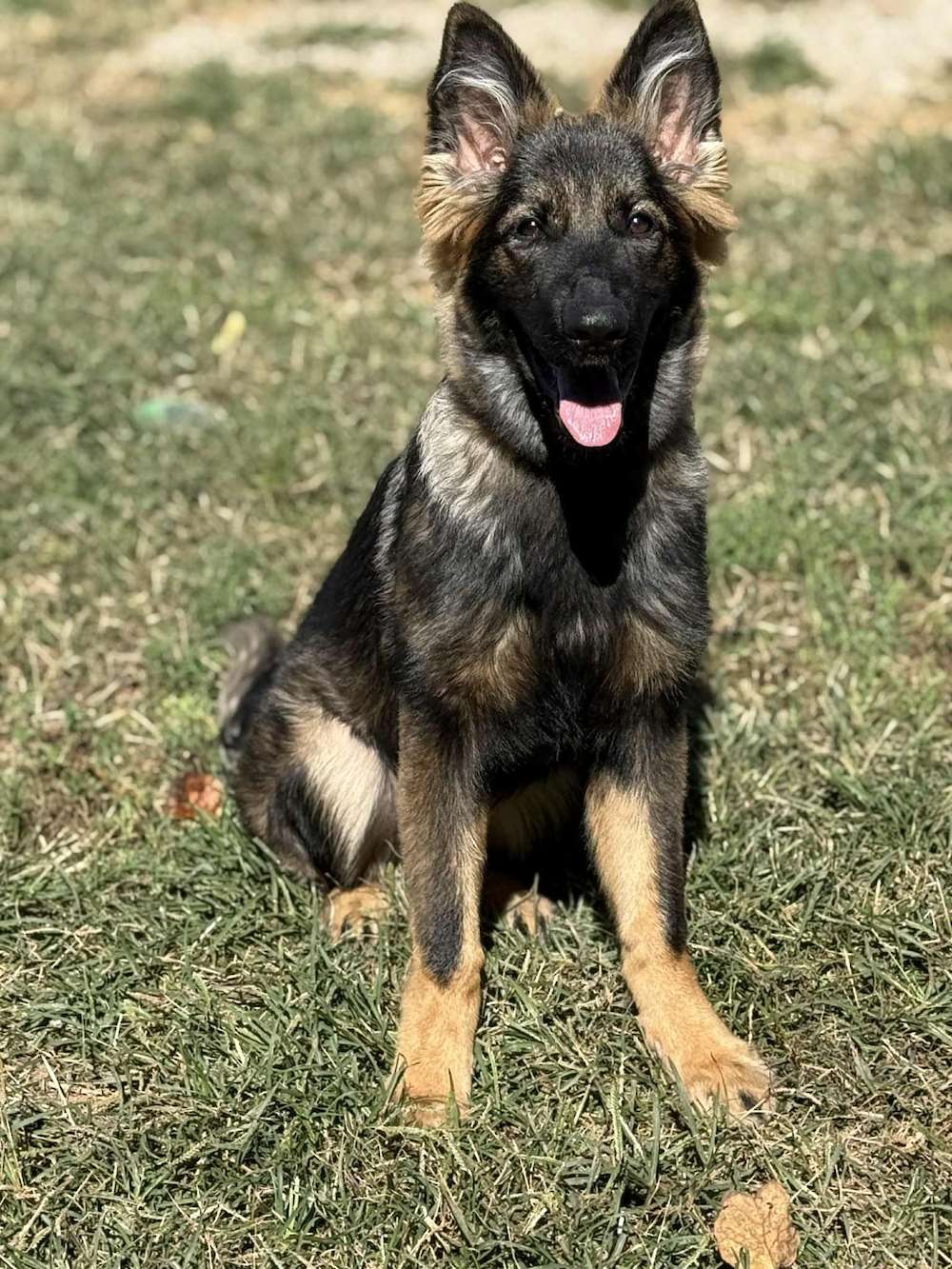 Bailee 5 Month Old Plush Coat Female available