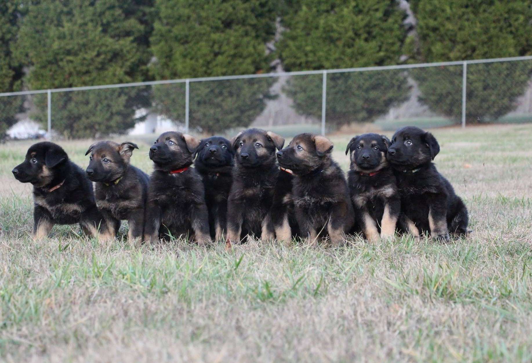 Upcoming Litters/Available Puppies