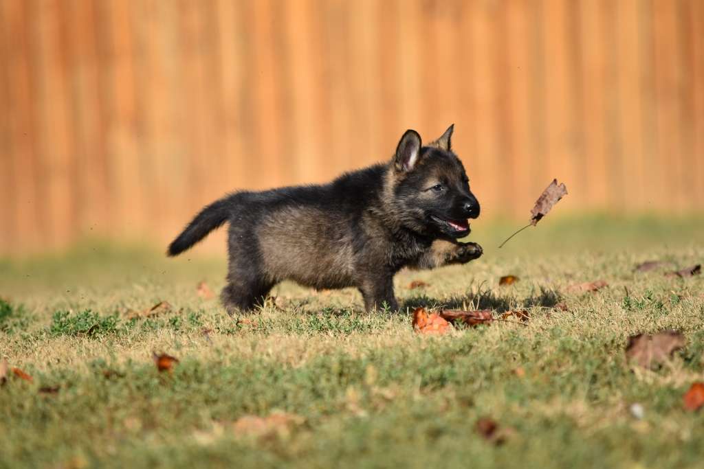 Upcoming Litters/Available Puppies