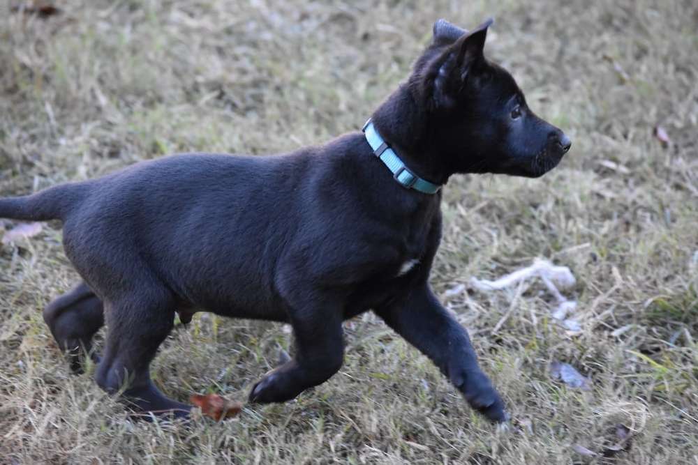 Puppy House Training