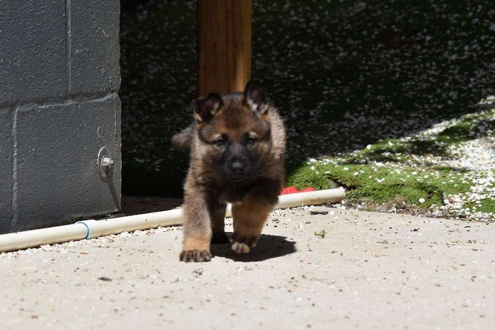 Puppy First Aid