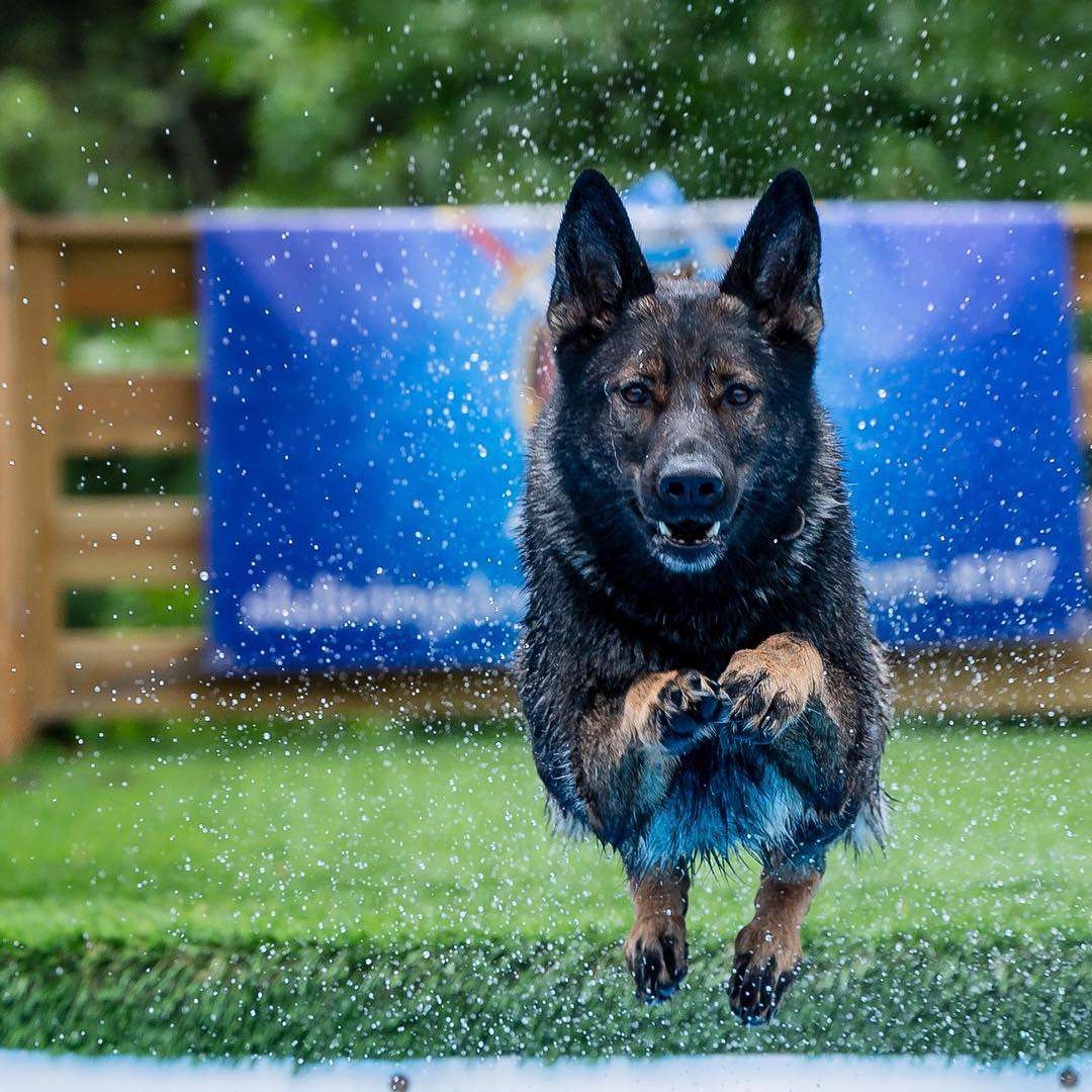 Is the GSD the right breed for you?
