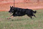  Danti Vom Mondrakete (Retired)  CGC, CA, RN, PSA PDC