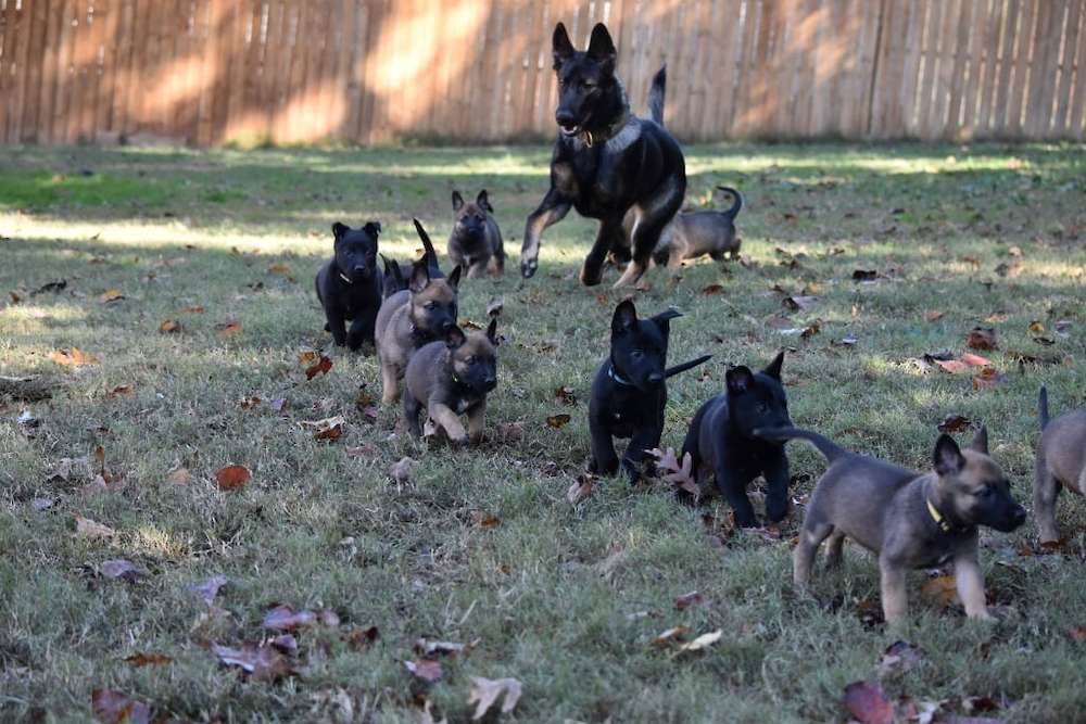 The Importance of Teaching Your Puppy How to Be Alone