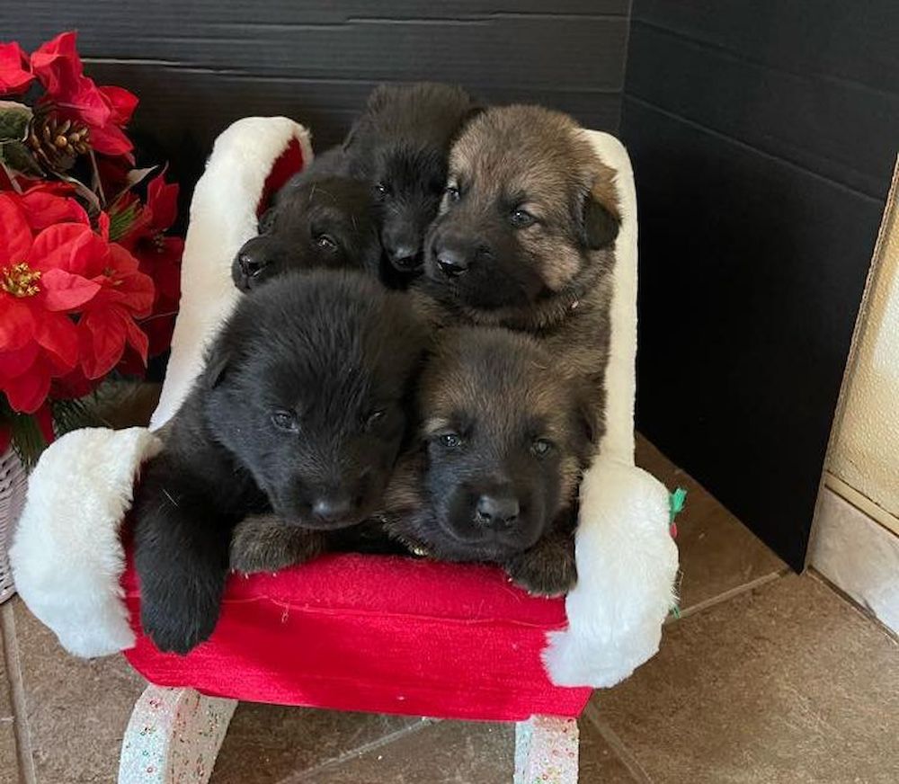 Merry Christmas from Talon and Kendo puppies!