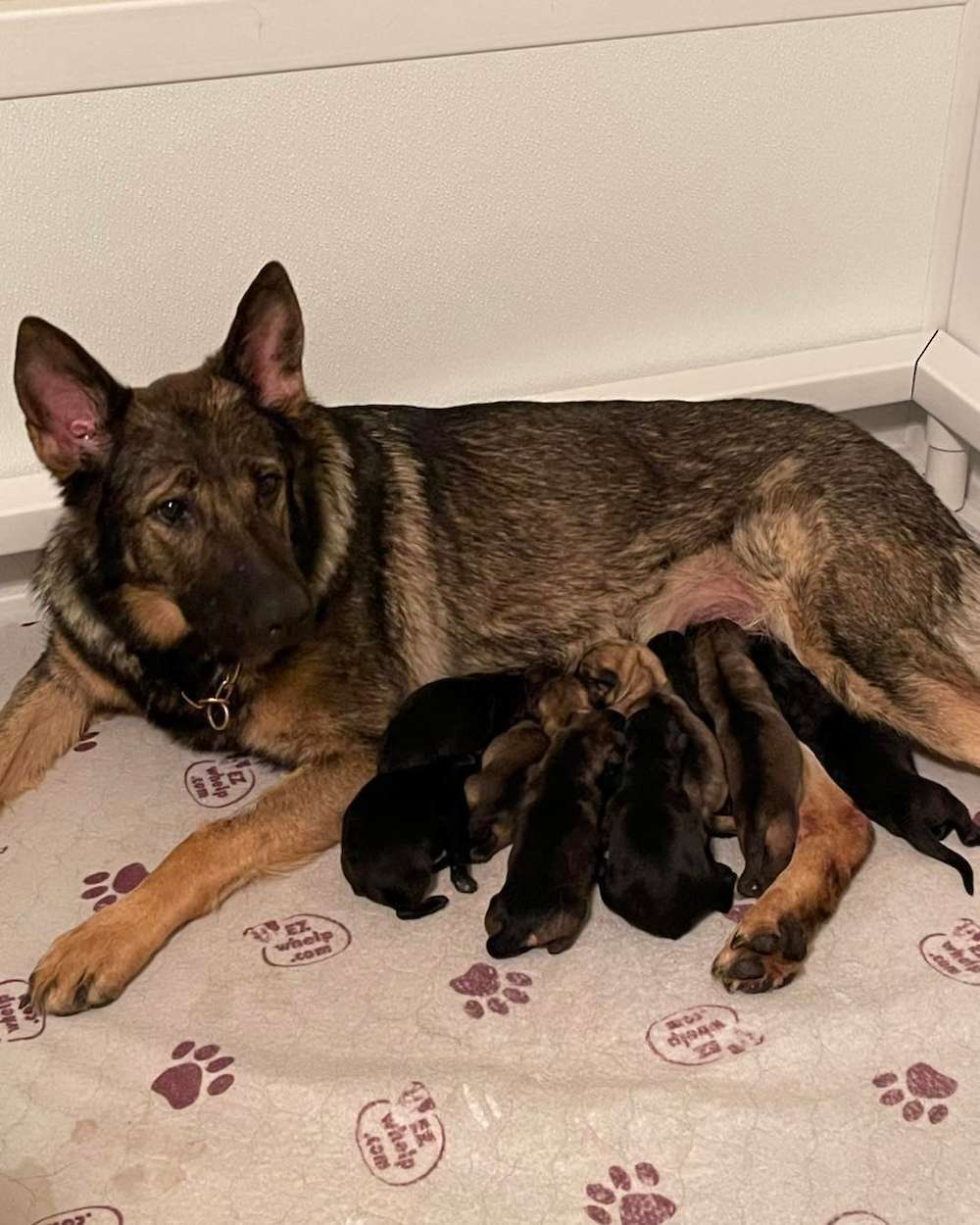 Kali and Kendo puppies born 2/15/22