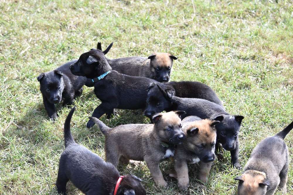 We have four upcoming litters!