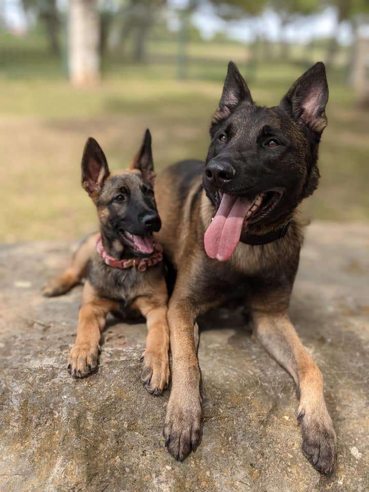 Shepinois (German Shepherd x Belgian Malinois)