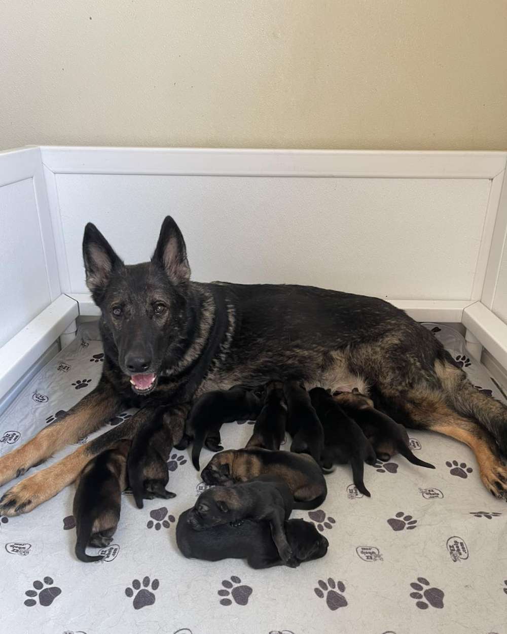Prim and Groot puppies Born 9/7/22
