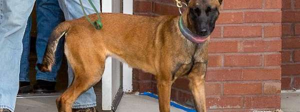 Rumor and Twig (Current Shepinois Litter)