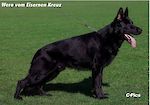 SG Wero Vom Eiserner Kreuz  IPG3