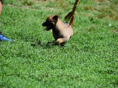 Peeta (Male Available)