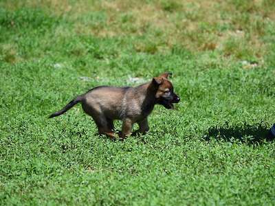 Finnick (Male Available)