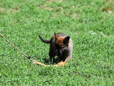 Mags (Female Available)