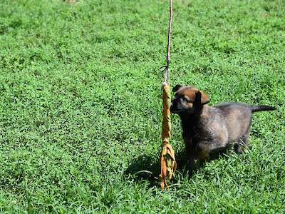Gale (Male Available)