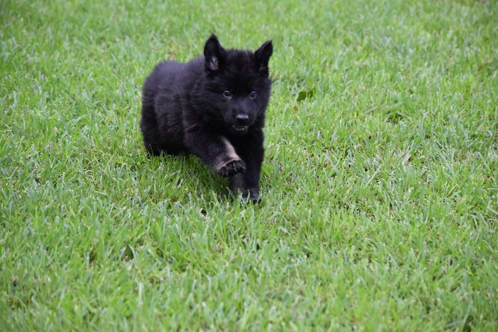 Prim and Twig Available puppies