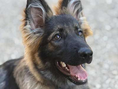 Bailee 5 Month old Plush Coat Female