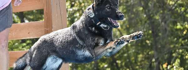 Grit and Creed (Upcoming)