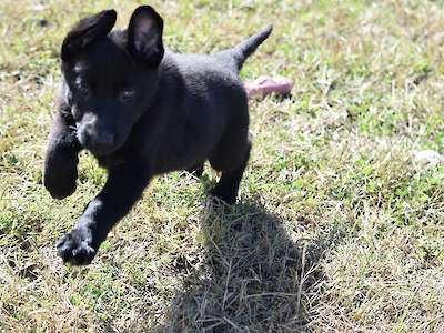 Raven (Dark Pink Collar)
