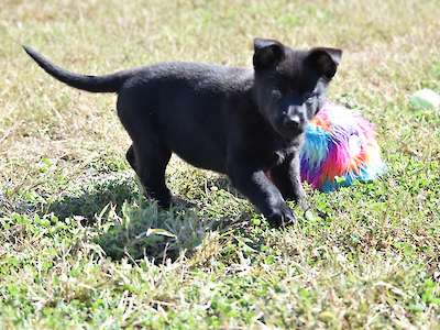 Dahlia (Yellow Collar)