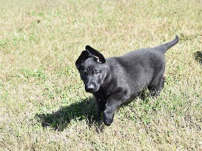 Ember (Light Pink Collar)