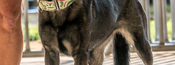 Pickle and Secret (Upcoming)