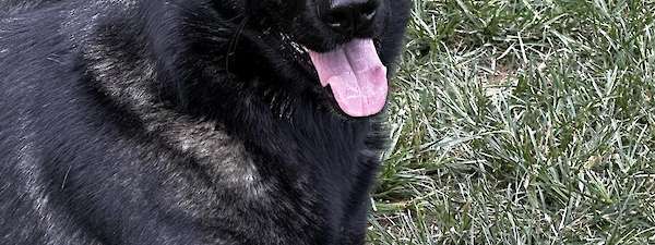 Alina and Secret (Upcoming)