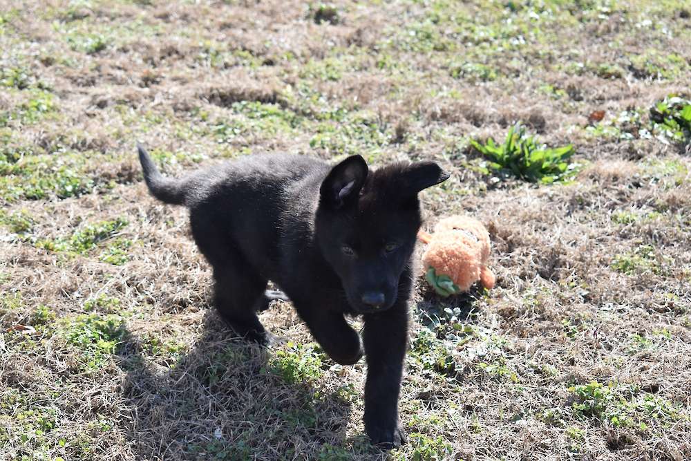 Available 8 week old Male